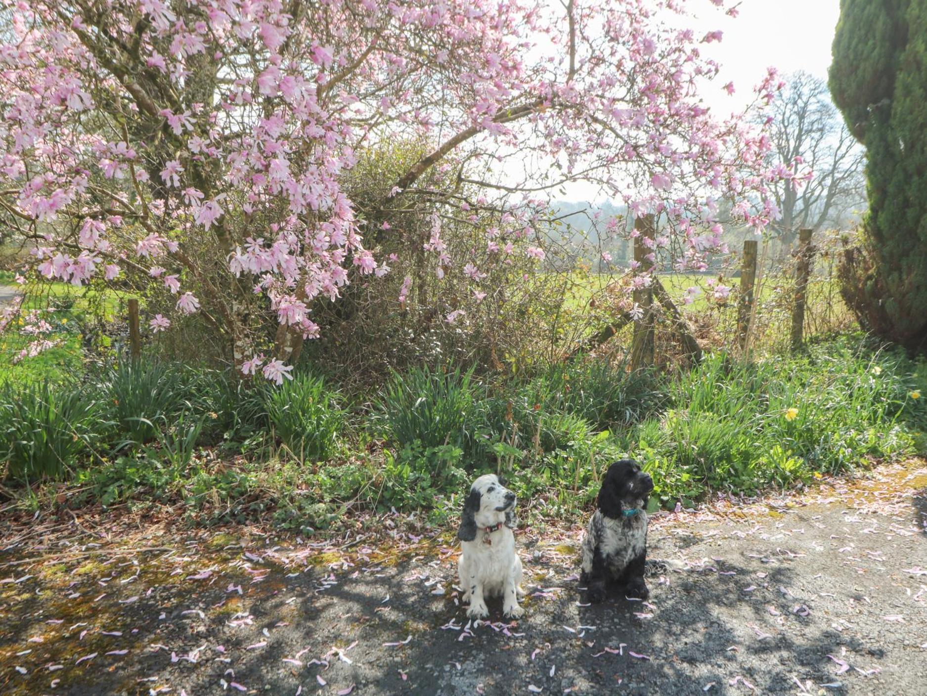 Dinefwr Cottage Carmarthen Dış mekan fotoğraf